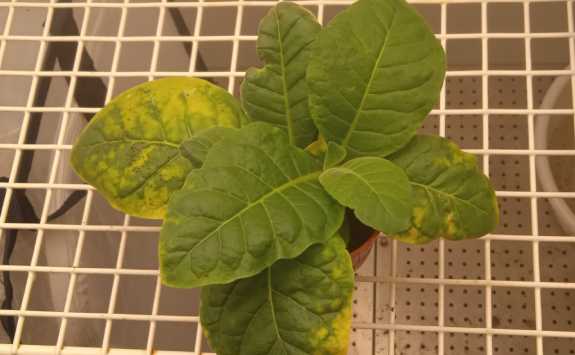 Plant in lab